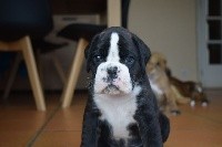 ONYX